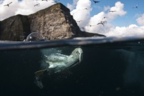 Underwater gannets, Shetland Islands