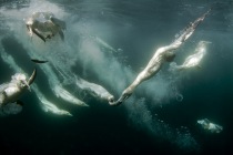 Underwater gannets, Shetland Islands
