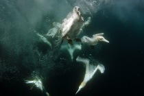 Underwater gannets, Shetland Islands