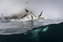 Underwater gannets, Shetland Islands