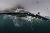 Underwater gannets, Shetland Islands