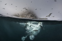 Underwater gannets, Shetland Islands