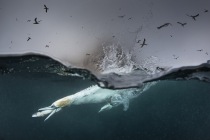 Underwater gannets, Shetland Islands