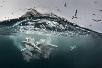 Underwater gannets, Shetland Islands