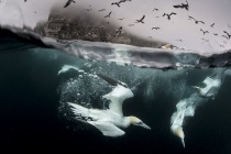 Underwater gannets, Shetland Islands