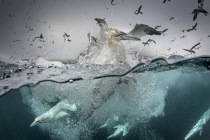 Underwater gannets, Shetland Islands