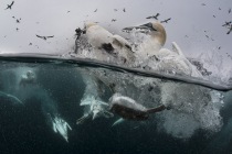 Underwater gannets, Shetland Islands