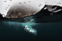 Underwater gannets, Shetland Islands