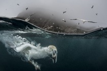 Underwater gannets, Shetland Islands