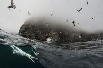 Underwater gannets, Shetland Islands