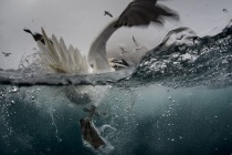 Underwater gannets, Shetland Islands