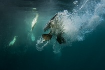 Underwater gannets, Shetland Islands