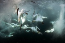 Underwater gannets, Shetland Islands