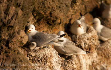 Shetland seabirds, Shetland nature, nature in Shetland, gannets, puffin, kittewake, Shetland images, Shetland photography, seabirds, seabird ecology, Shetland wildlife