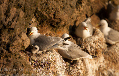 Shetland seabirds, Shetland nature, nature in Shetland, gannets, puffin, kittewake, Shetland images, Shetland photography, seabirds, seabird ecology, Shetland wildlife