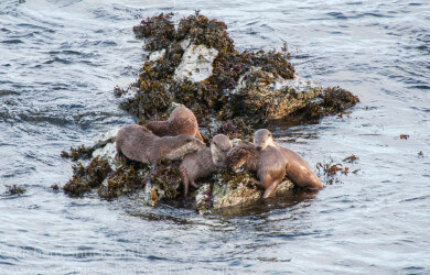 Shetland otter, photographing shetland otter, otter ecology, Shetland otter watching, photographing shetland otters, otters in shetland, otter ecology, ecology, Lutra lutra, Eurasian otter, European otter