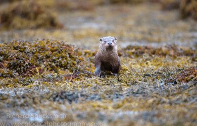 Shetland otter, photographing shetland otter, otter ecology, Shetland otter watching, photographing shetland otters, otters in shetland