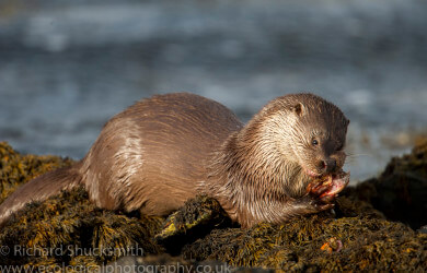 Shetland otter, photographing shetland otter, otter ecology, Shetland otter watching, photographing shetland otters, otters in shetland, otter ecology, ecology, Lutra lutra, Eurasian otter, European otter