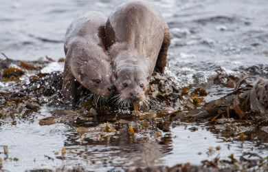 Shetland otter, photographing shetland otter, otter ecology, Shetland otter watching, photographing shetland otters, otters in shetland