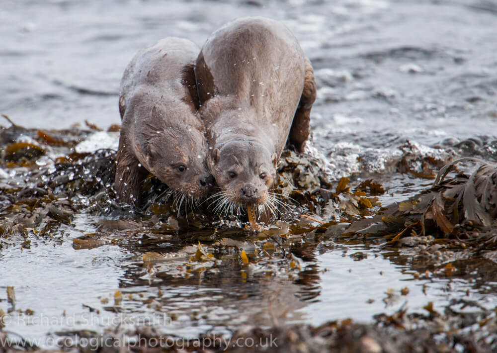 Shetland otter, photographing shetland otter, otter ecology, Shetland otter watching, photographing shetland otters, otters in shetland