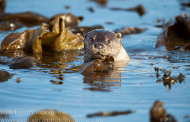 Shetland otter, photographing shetland otter, otter ecology, Shetland otter watching, photographing shetland otters, otters in shetland, otter ecology, ecology, Lutra lutra, Eurasian otter, European otter