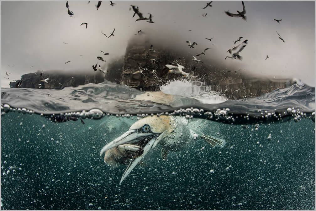 Shetland seabirds, Shetland photo tours, Shetland photography, gannets, Shetland gannets