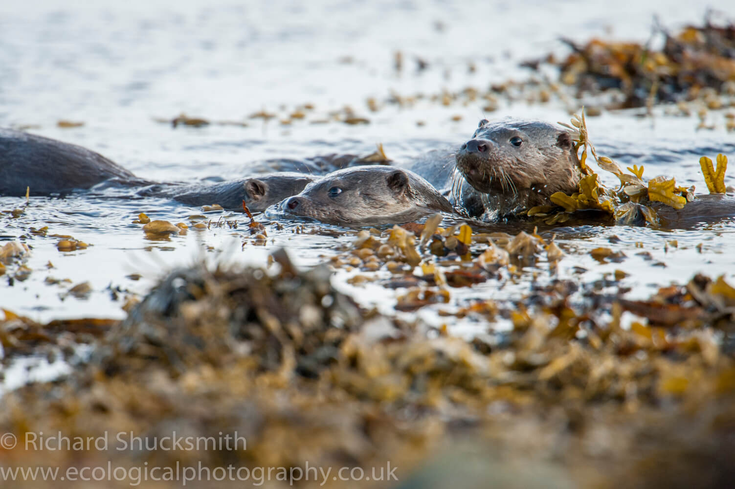 Shetland otter and cubs