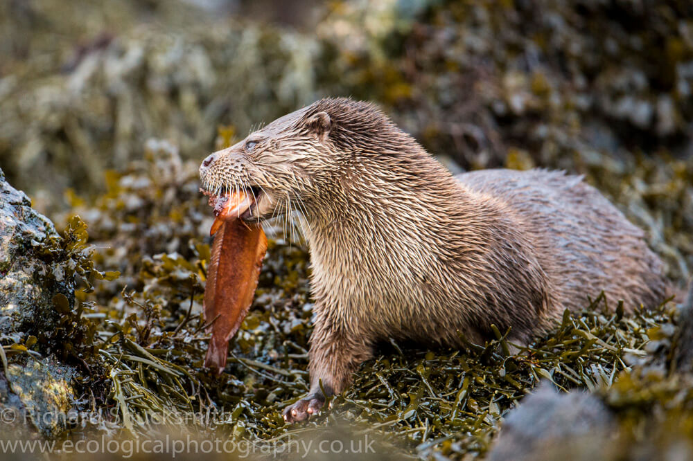 Shetland otter coming ashore with a rockling