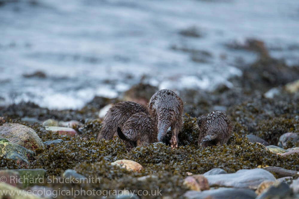Shetland otters along the Shetland coast