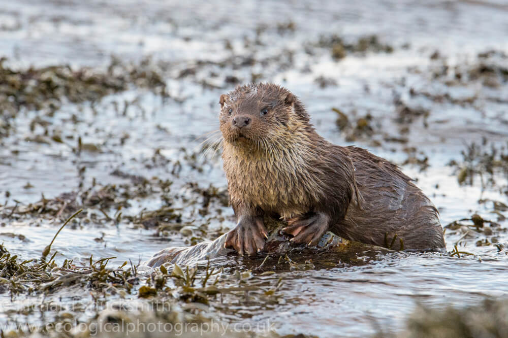 Shetland otters along the Shetland coast