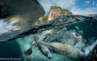 Underwater gannets, Shetland gannets, Gannet photography, BWPA, Shetland Isles, wildlife photography, nature photography, Shetland Wildlife photography, awards, Highly Commended, Photography Awards