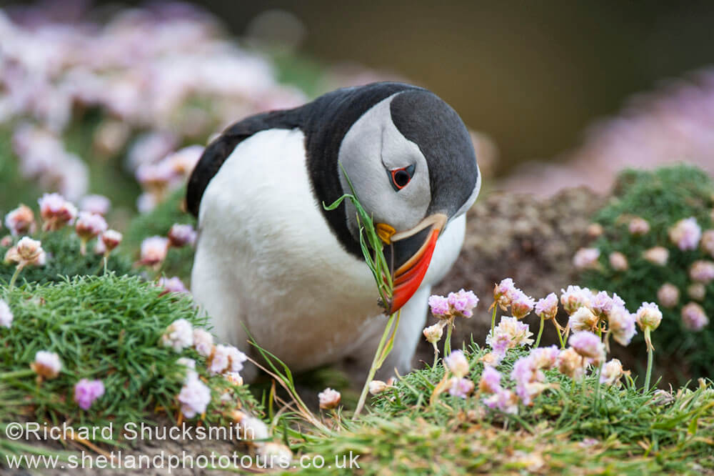 Puffins, Nature