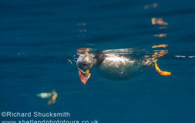 Puffin, Shetland photography, puffin photography, Shetland Isles, Atlantic puffin, Fratercula arctica, Noss, National Nature Reserve , Underwater, puffin swimming underwater