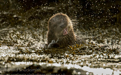 Lutra lutra, Northern Isles, Otter, Otter in Shetland, Otters, Shetland Islands, Shetland otter