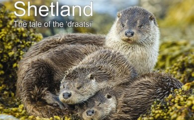 Shetland otters, Otter photography, Otters in Shetland, Shetland Isles, Otters otter, Lutra lutra, otter book, Shetland otter photography, Shetland otter