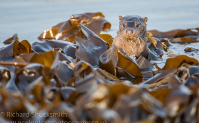 Shetland otters, Lutra lutra, Northern Isles, Otter, Otter in Shetland, Otters, Shetland Islands, Shetland otter