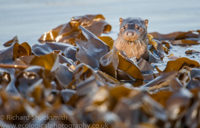 Shetland otters, Lutra lutra, Northern Isles, Otter, Otter in Shetland, Otters, Shetland Islands, Shetland otter