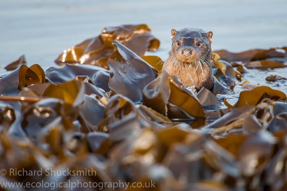 Lutra lutra, Northern Isles, Otter, Otter in Shetland, Otters, Shetland Islands, Shetland otter