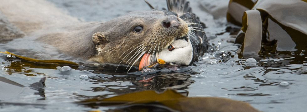 bird, Eurasian otter, European otter, feeding, Lutra lutra, mammal, Mustelid, Mustelidae, Northern Isles, Otter, Otter in Shetland, Otters, predation, prey, Puffin, Scotland The Big Picture, seabird, Shetland Islands, Shetland Isles, Shetland otter