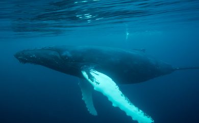 Humpback whale, Shetland, Shetland Isles, marine mammal