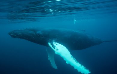 Humpback whale, Shetland, Shetland Isles, marine mammal