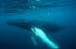 Humpback whale, Shetland, Shetland Isles, marine mammal