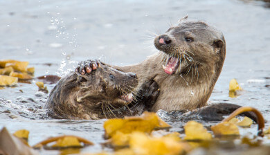 Shetland otters, otter, cub otters in shetland, photographing otters