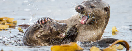 Shetland otters, otter, cub otters in shetland, photographing otters